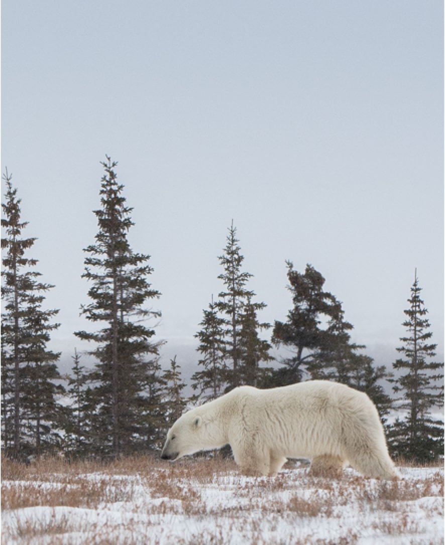 polar bear