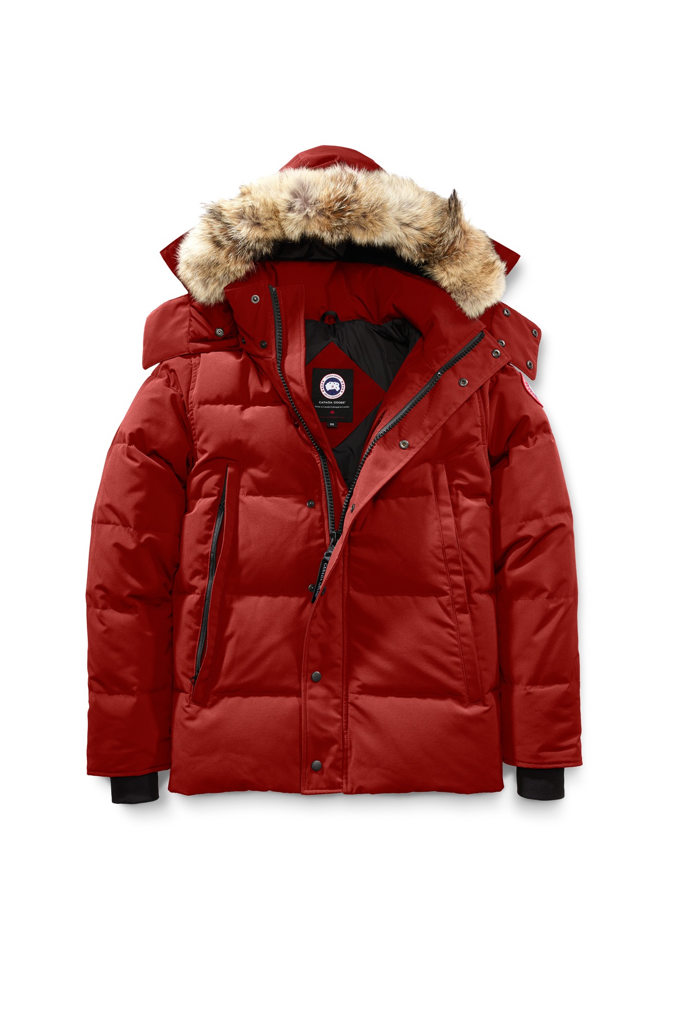 canada goose red maple