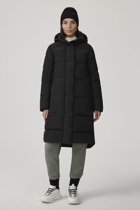 Shiny black canada goose 2025
